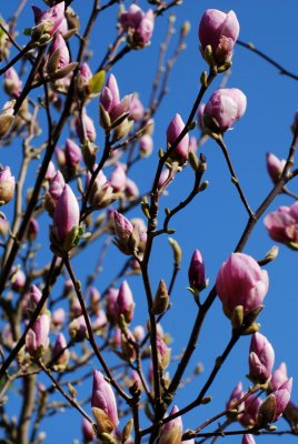 Magnolia x soulangeana - šácholan soulangeanův - květy